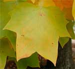 Closeup picture of a tulip poplar leaf.