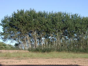 Picture of a poplar trees.
