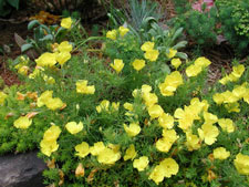 Picture of a shrubby primrose.