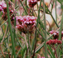 Closeup picture of a purpletop verbena.