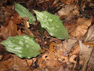 Picture of a Putty Root Orchid plant
