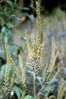 Picture of Common Ragweed with greenish flower spikes.