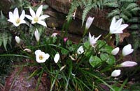 Picture of Rain Lilies with white star-shaped flowers.