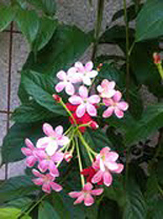 Picture of a Rangoon Creeper plant with flowers.