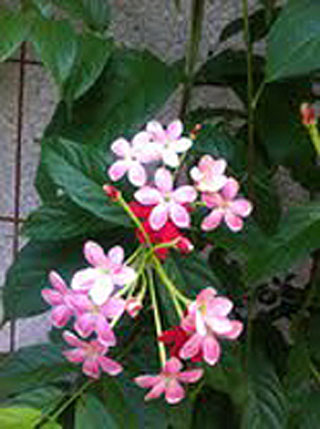 What Is Rangoon Creeper: Tips For Growing Quisqualis Rangoon Creeper