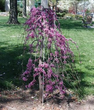 Picture of a weeping redbud, the Covey. Picture of a weeping redbud, the Covey.