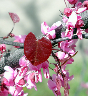 Picture of a redbud forest pansy flower. Picture of a redbud forest pansy flower.