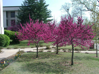 Picture of a redbud tree. Picture of a redbud tree.