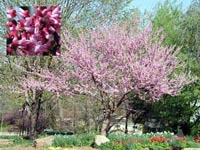Picture of a redbud tree covered in pink spring flowers. Picture inset: closeup of pink flower structure.