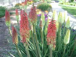 Pictures of Red Hot Poker plants