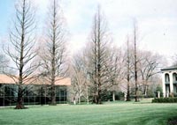 Picture of several leafless Dawn Redwood trees showing straight vertical form. 