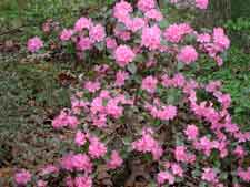 Picture of a PJM rhododendron.
