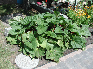 Picture of Rhubarb 