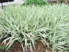 Picture of ribbon grass