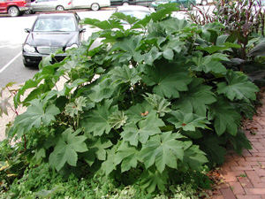 Picture of a Rice Paper Plant