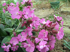 Picture of Rolly’s Favorite catchfly flowers.