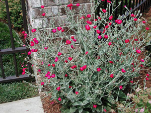 Picture of Rose Campion.