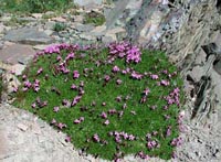 Picture of stony area with patch of rose campion with pink flowers.