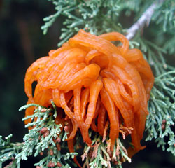 Picture of a cedar apple rust.