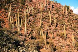 Picture of Saguaro Cactus