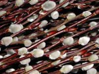 Picture closeup of Pussy Willow branches with soft, fuzzy buds up and down the shiny bare twigs.