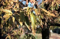 Picture closeup of Sawtooth Oak leaves showing rough leaf edges.