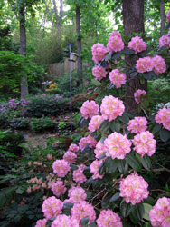Picture of a Scintillation Rhododendron.