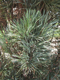 Picture of a Scotch Pine tree.