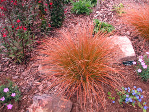 Picture of a Orange Sedge