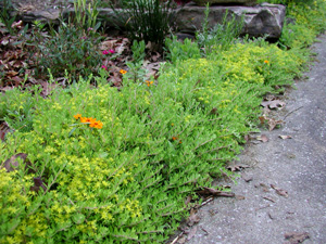 Picture of Goldmoss Sedum.