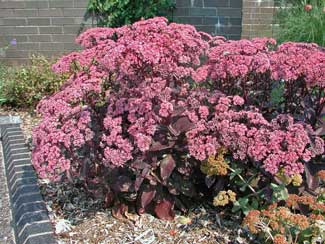 Picture of the flowers of a Black Jack Sedum.