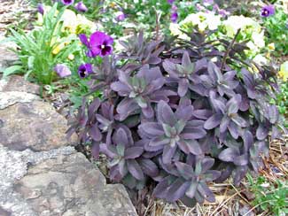 Picture of the leaves of a Black Jack Sedum.