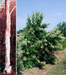 Picture of seven-son bark and shrub.