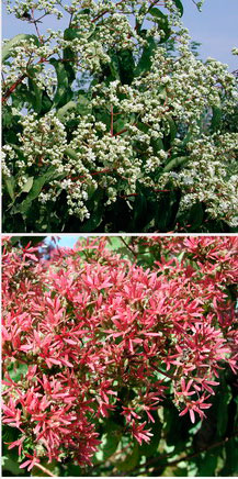 Picture of seven-son flowers and leaves.