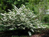Picture of Shasta viburnum in wide spreading form covered in white flowers.