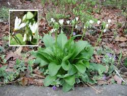 Picture of Shooting Star plant and bloom