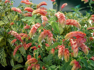 Picture of a shrimp plant.