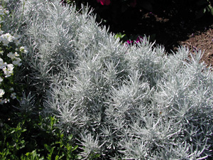 Picture of a  Silver spike icicles plant.