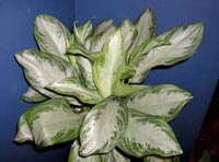 Picture of a potted Silver Bay Chinese Evergreen plant.