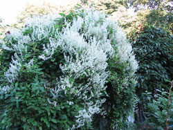 Picture of a Silver Lace vine.