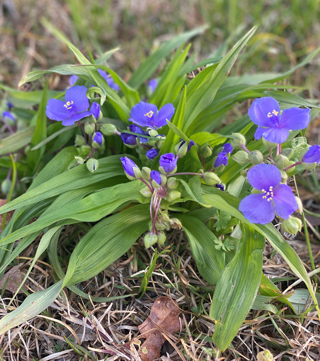 small purple three-lobed flowers emerging from long green leaves. The plant is close to the ground.