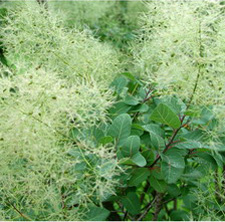 Picture closeup of a smokebush.