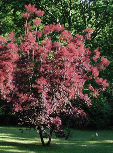 Picture of a smokebush tree.