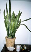 Picture of potted Mother-in-Law's Tongue (or Snake Plant) showing tongue-like leaves.