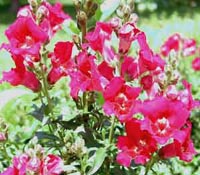 Picture of snapdragons, pink in color.