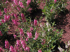 Picture of snapdragons, pink in color.