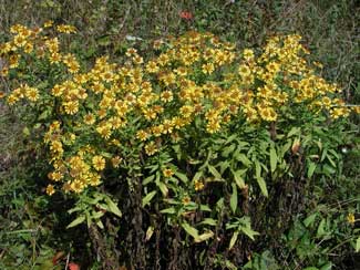 Picture of sneezeweed.