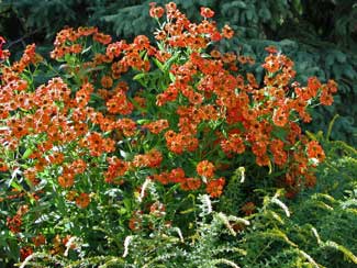 Picture of rust colored sneezeweed.