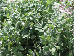 Picture of snow pea vines