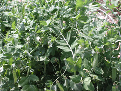 Picture of snow pea vines